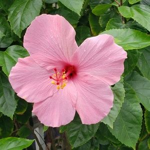 Meet your Posher, Dawn